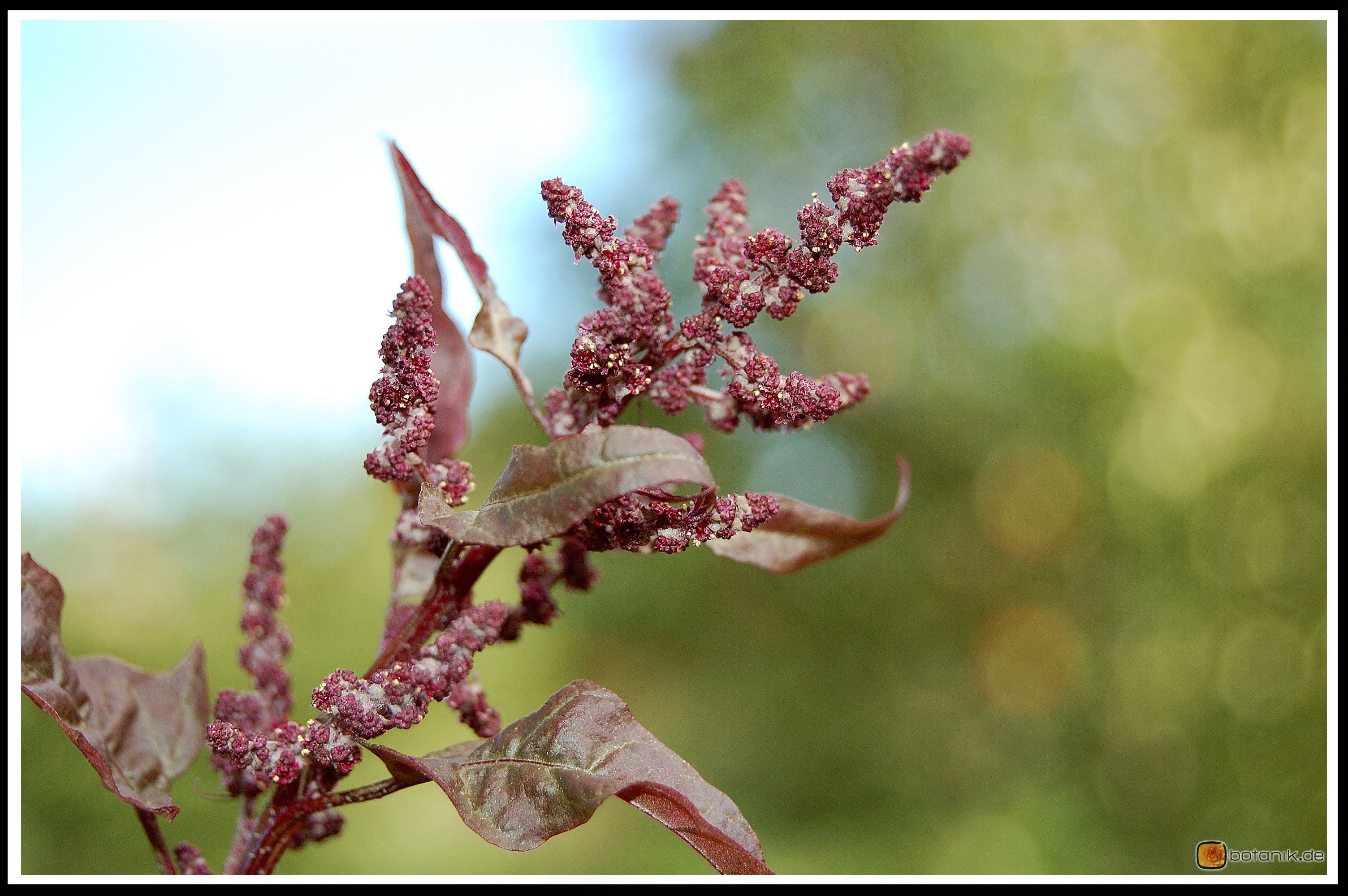 Atriplex hortensis 'purpurea' -- Gartenmelde 